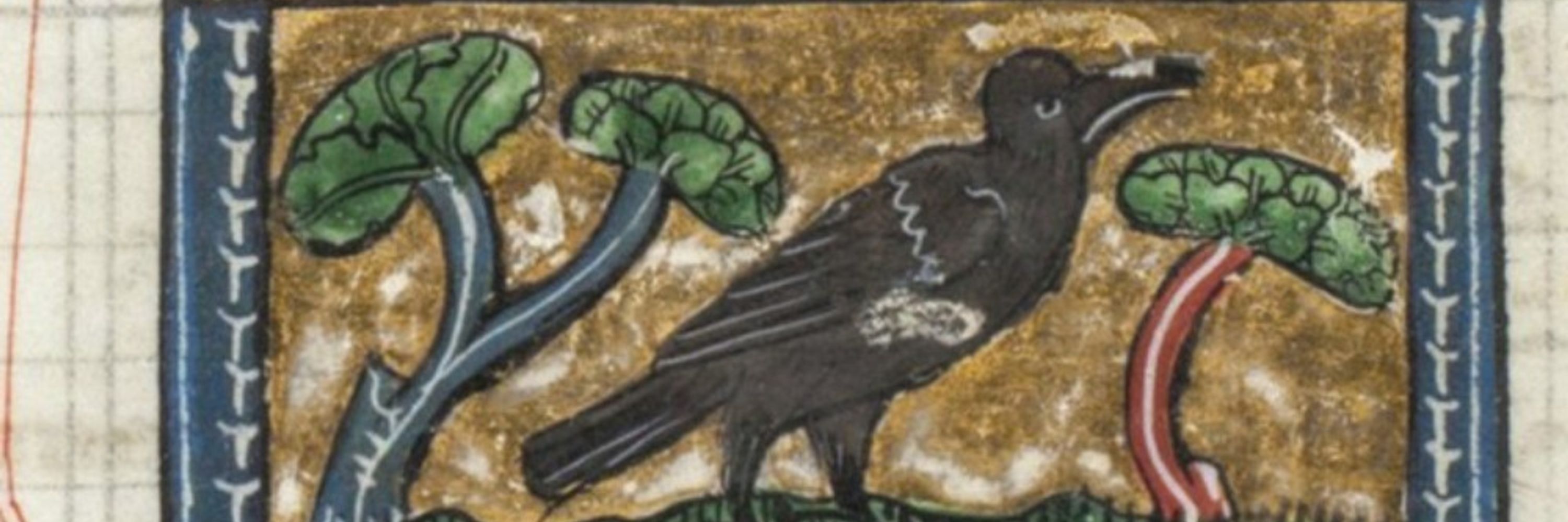 Jackdaws