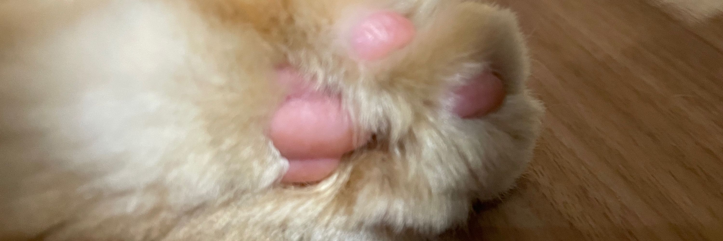 じょん