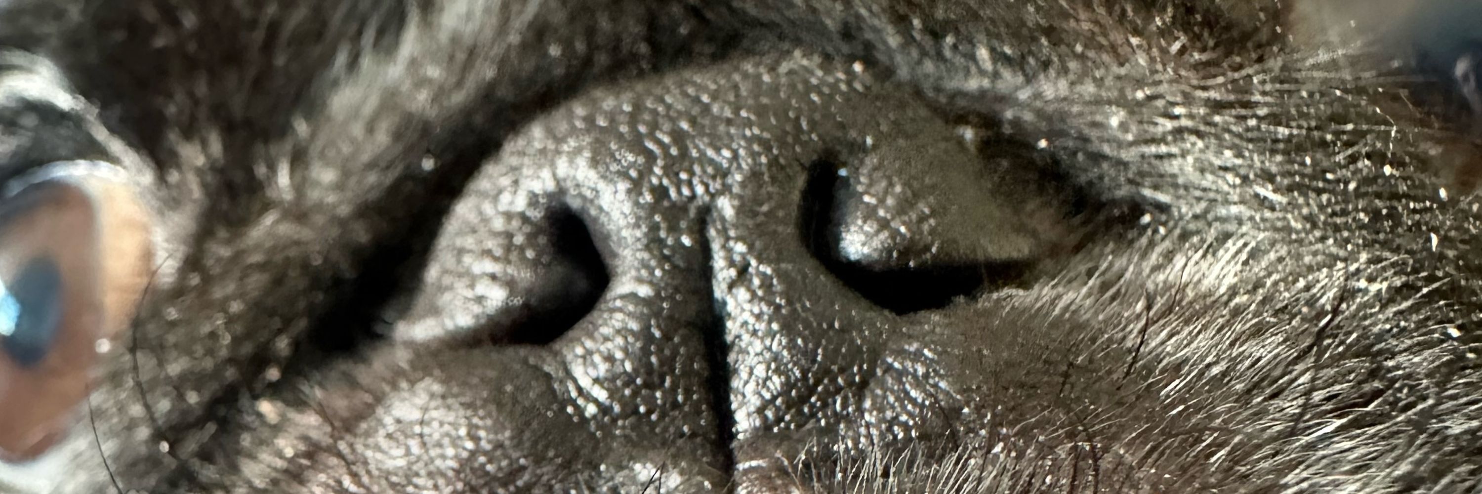 Pietra