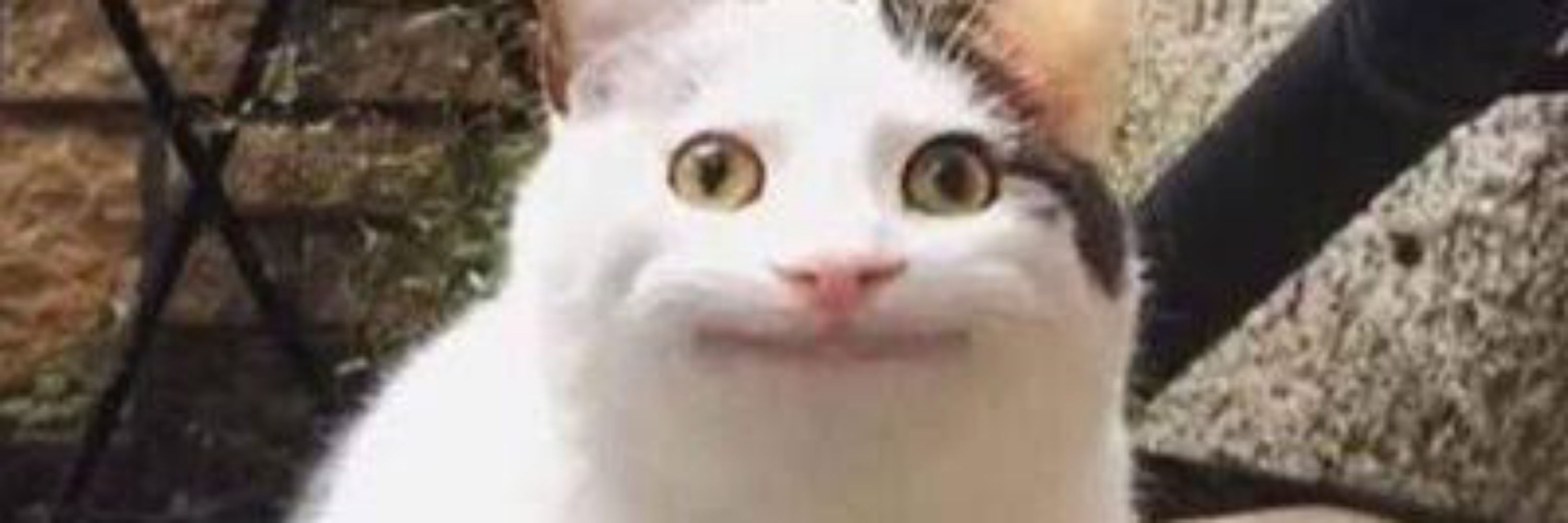 ﾙｶ