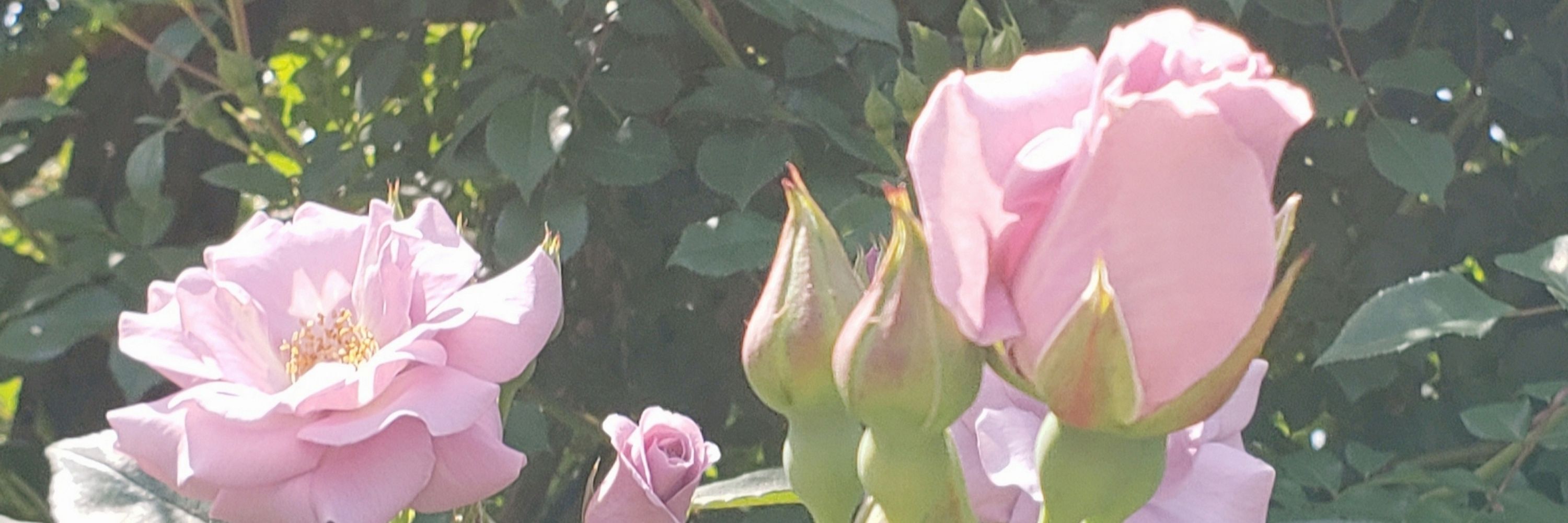 やきこ⚘☺︎