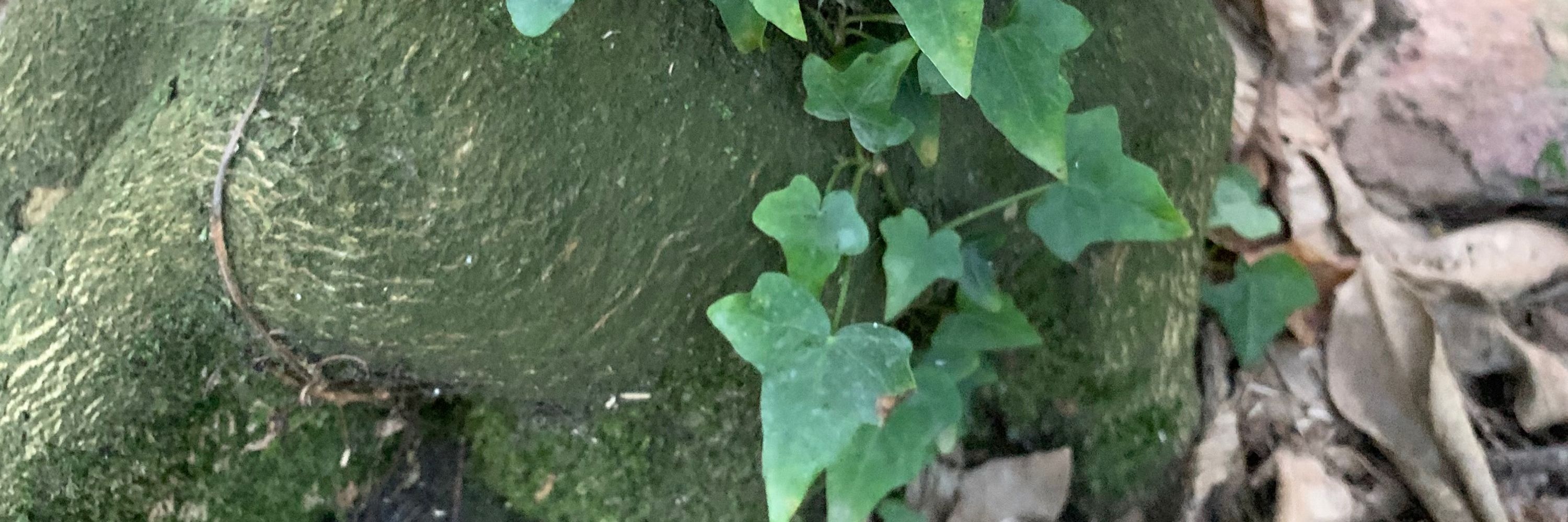 ぺつ