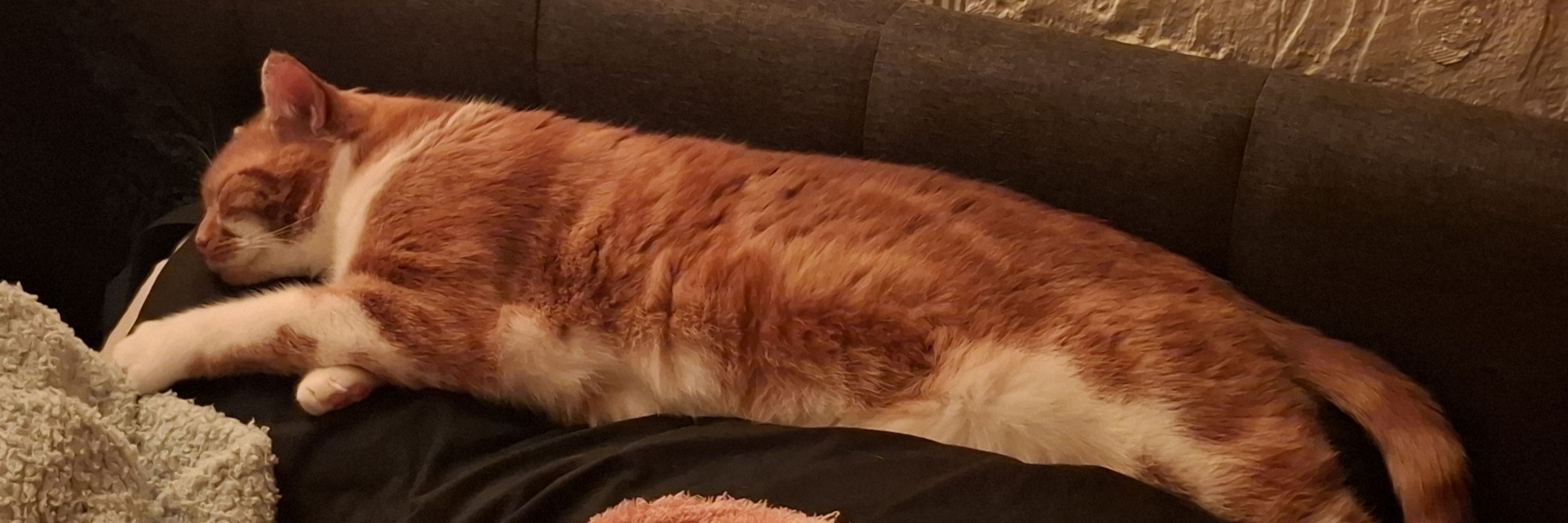 ari
