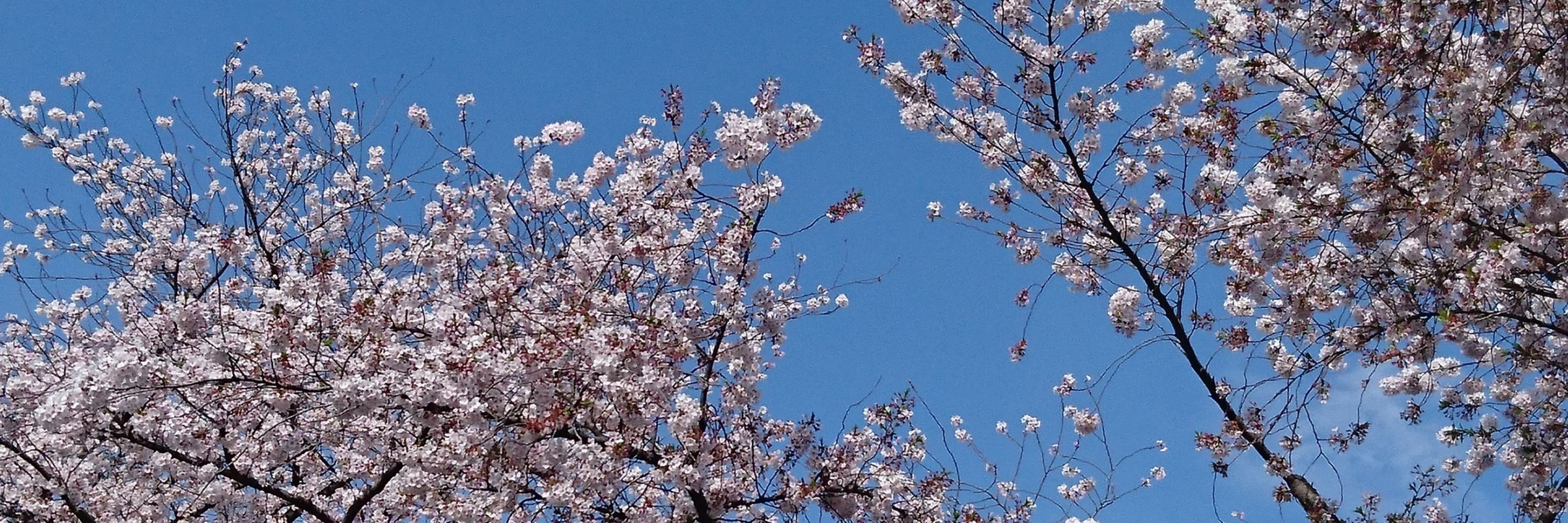 れのあ