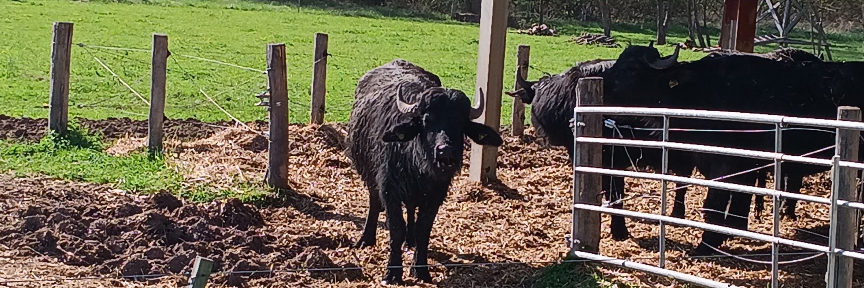 UdderChaos