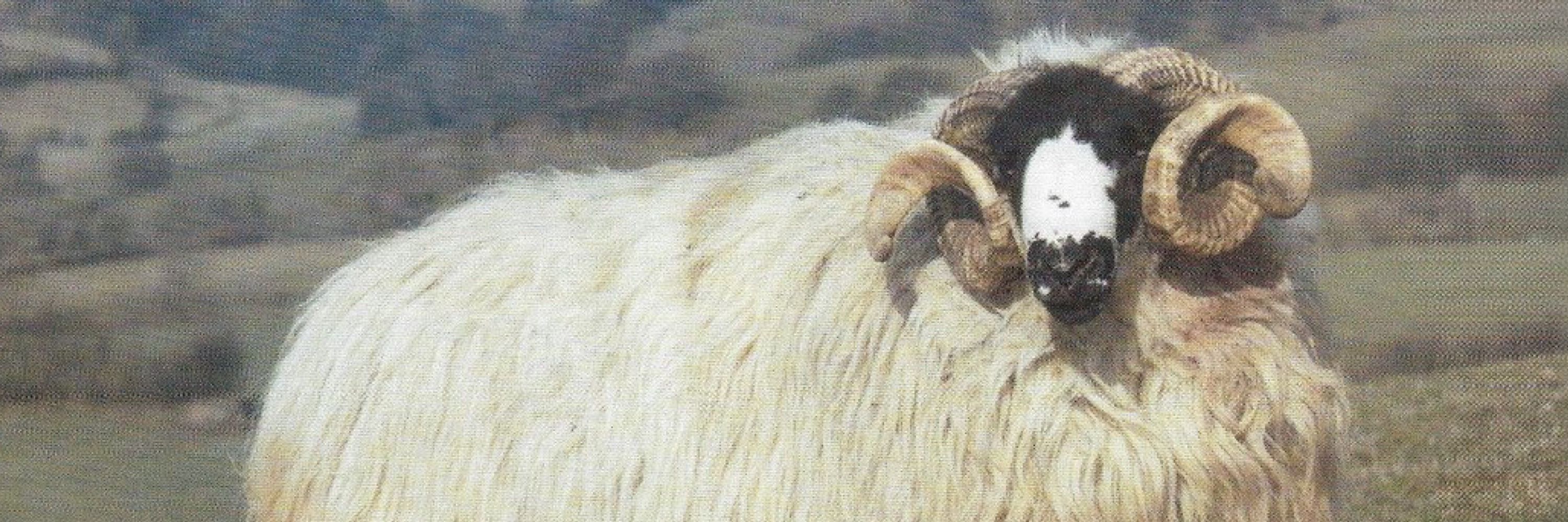 sheep!