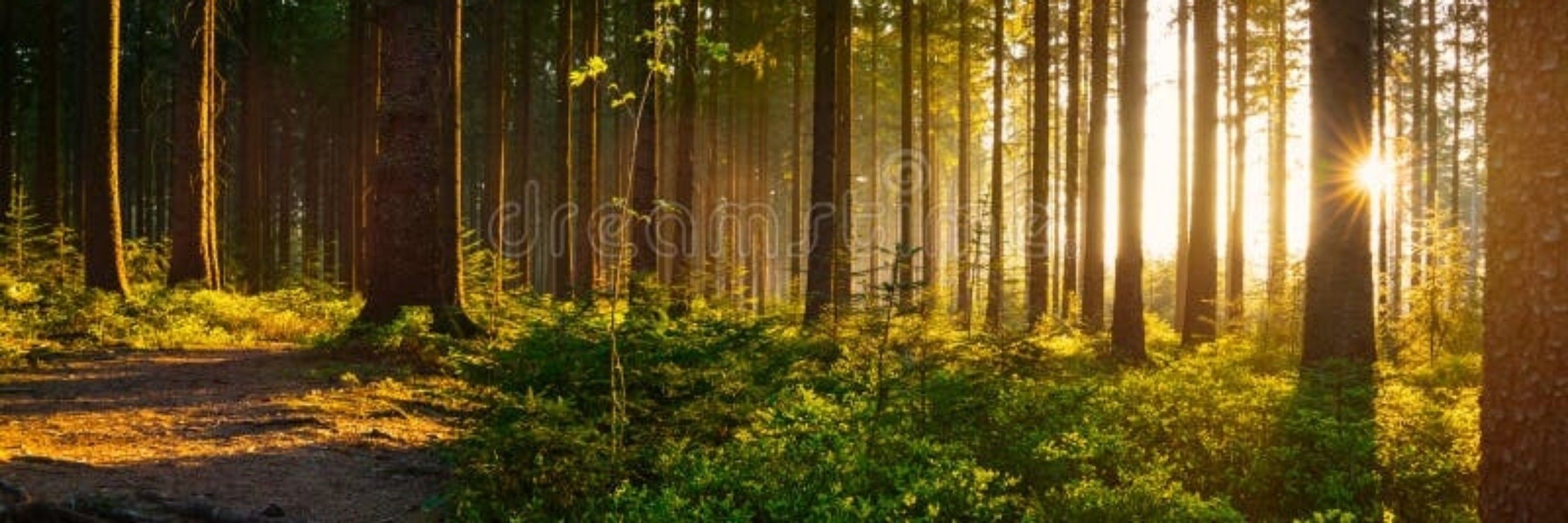 Waldmaus