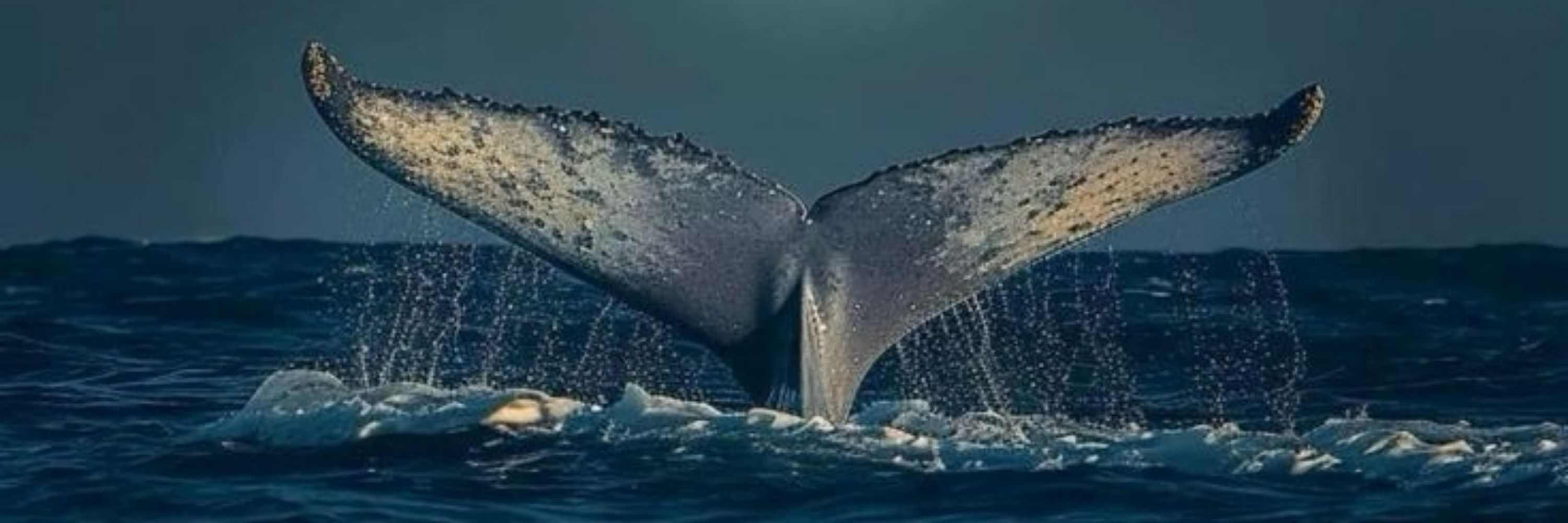 caroles 