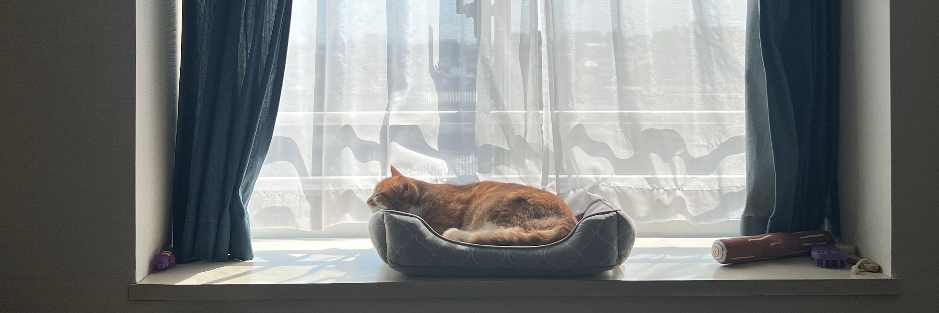 猫のジョージ
