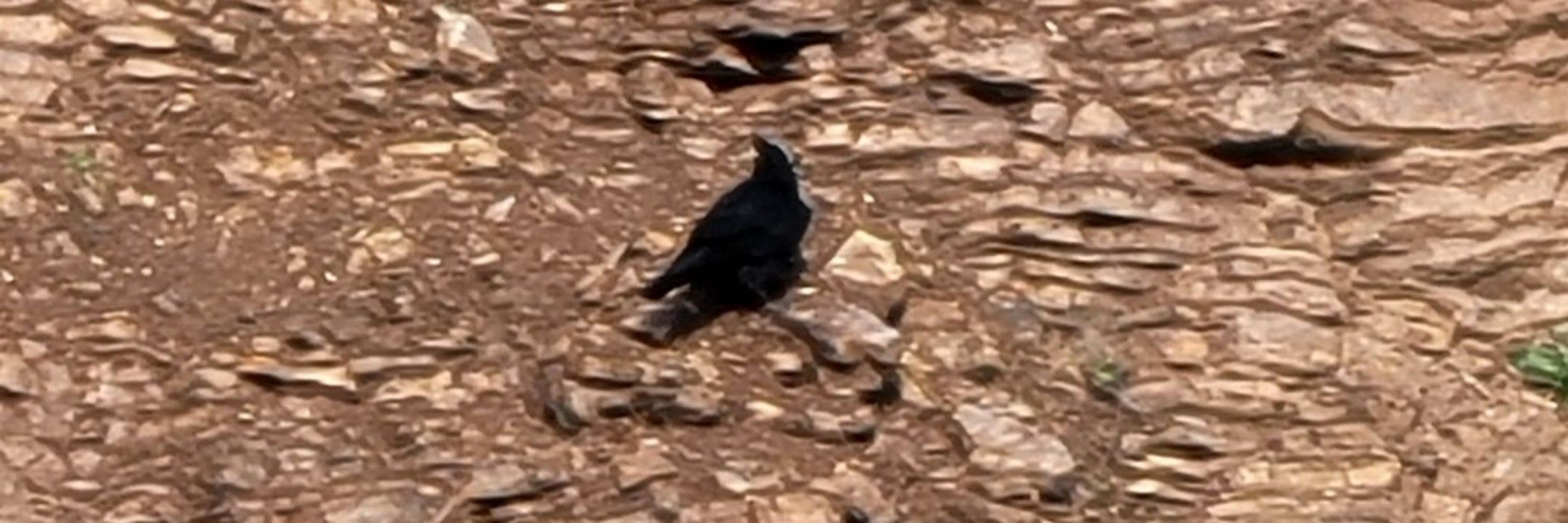 crow lady