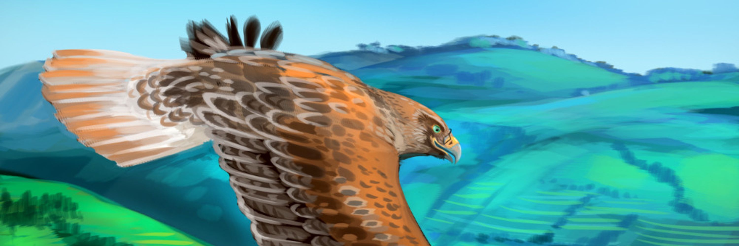 Sammy Hawk