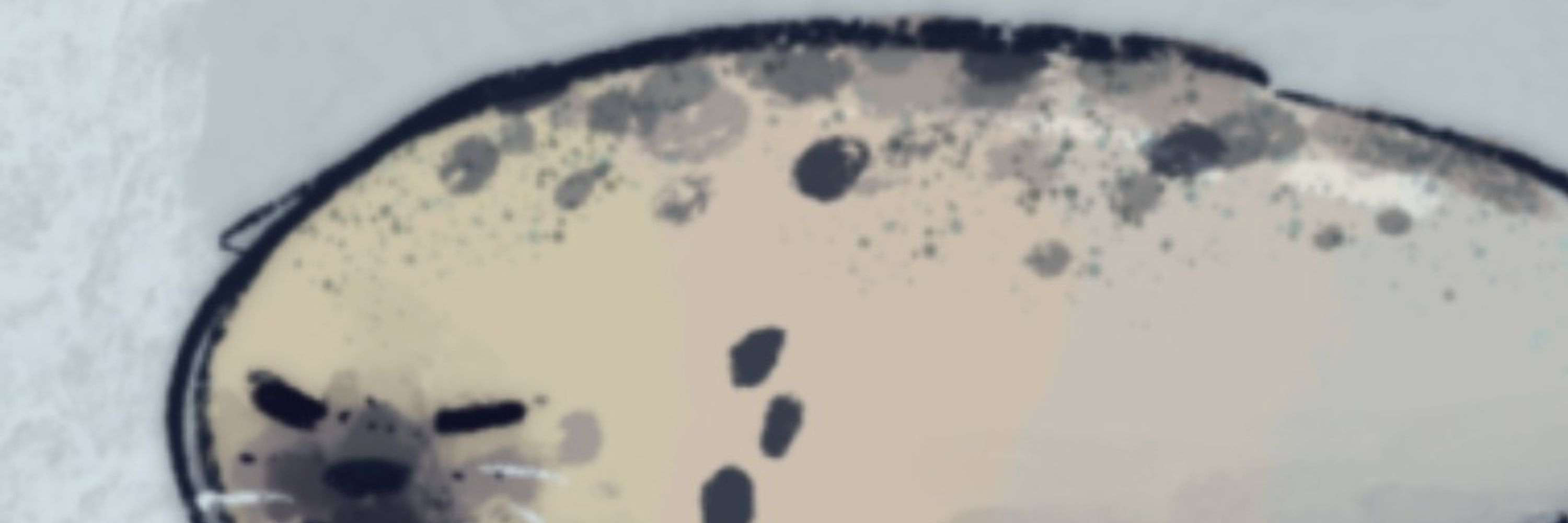 f: Mono