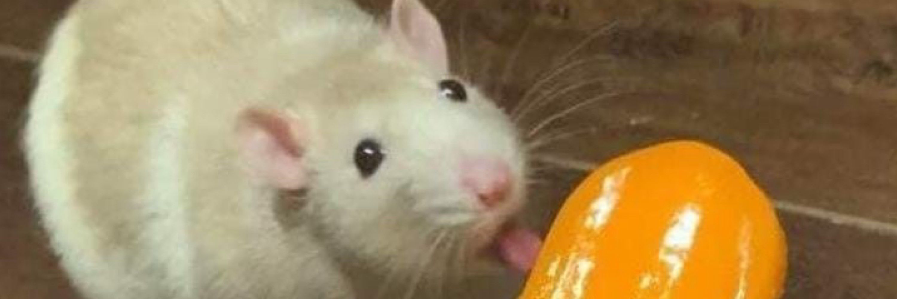 Miso Mouse ➡️ Anthrocon 2025