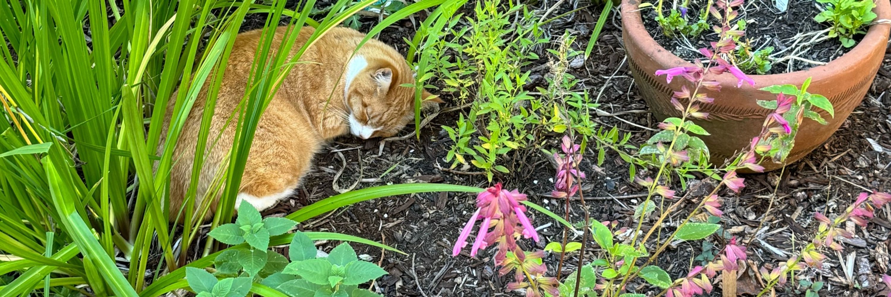 Jess’ Rainbow Garden