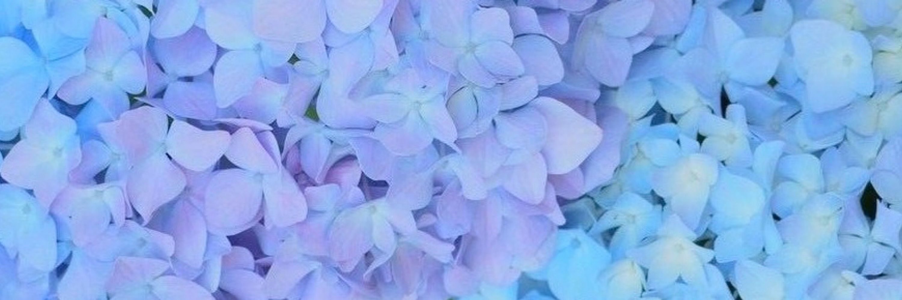 Seiko | 開花せいこ