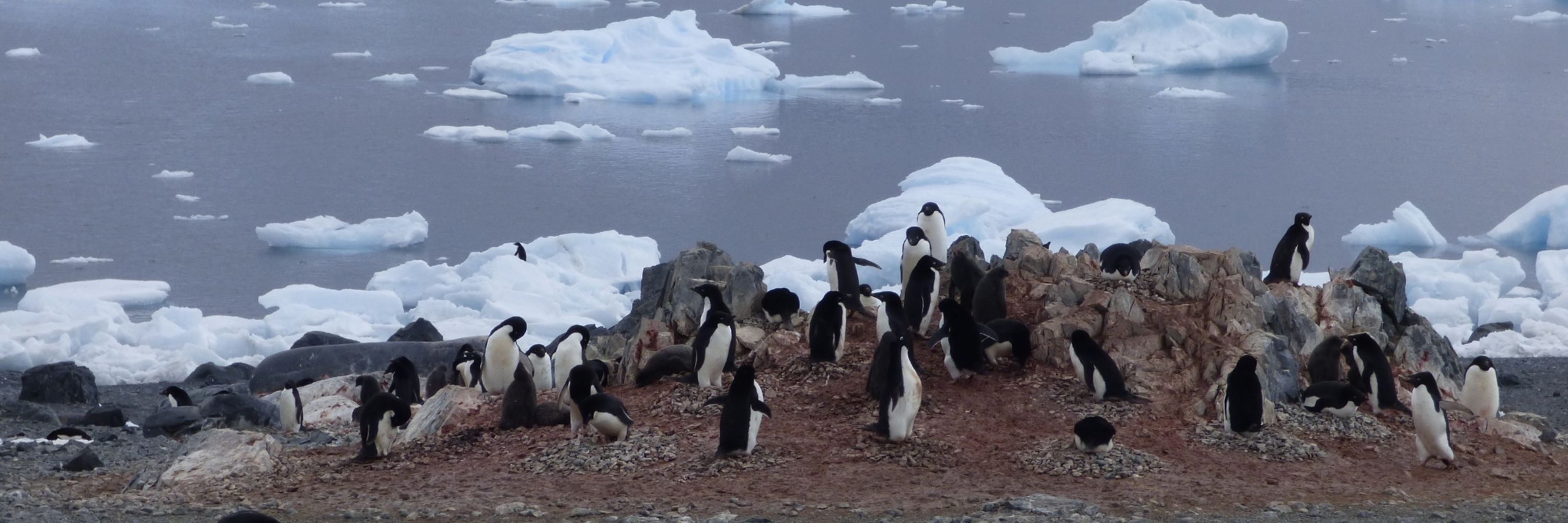 Animals Doing Stuff in Groups
