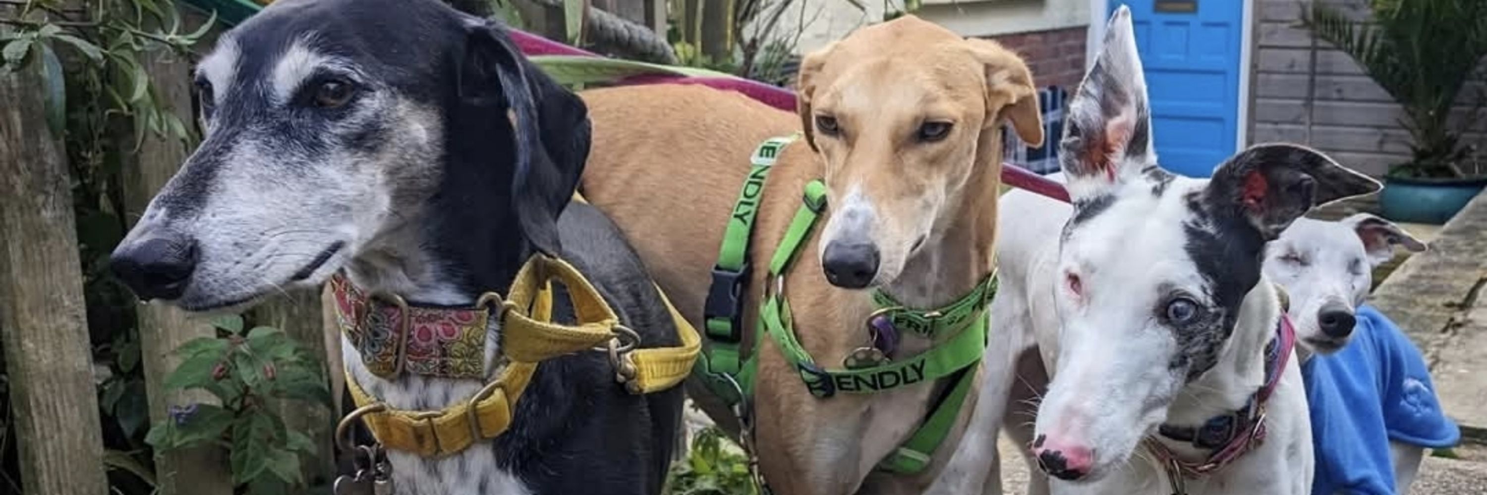 Kitsch Collars