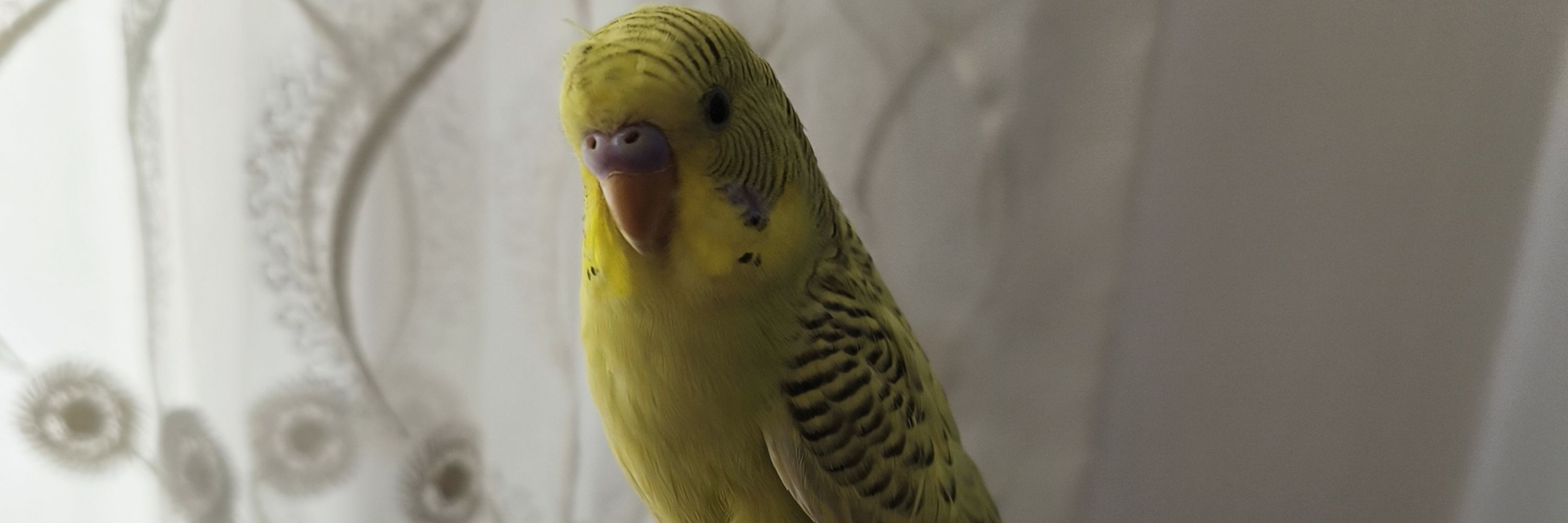 Limon