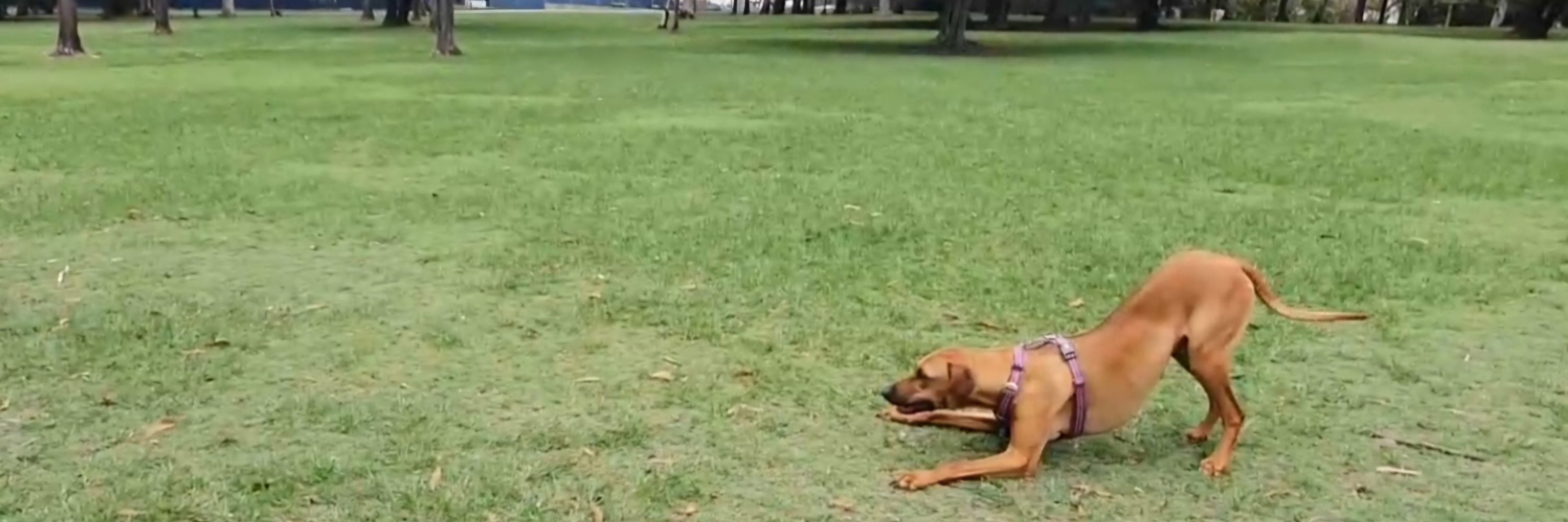 One On One Dog Training 