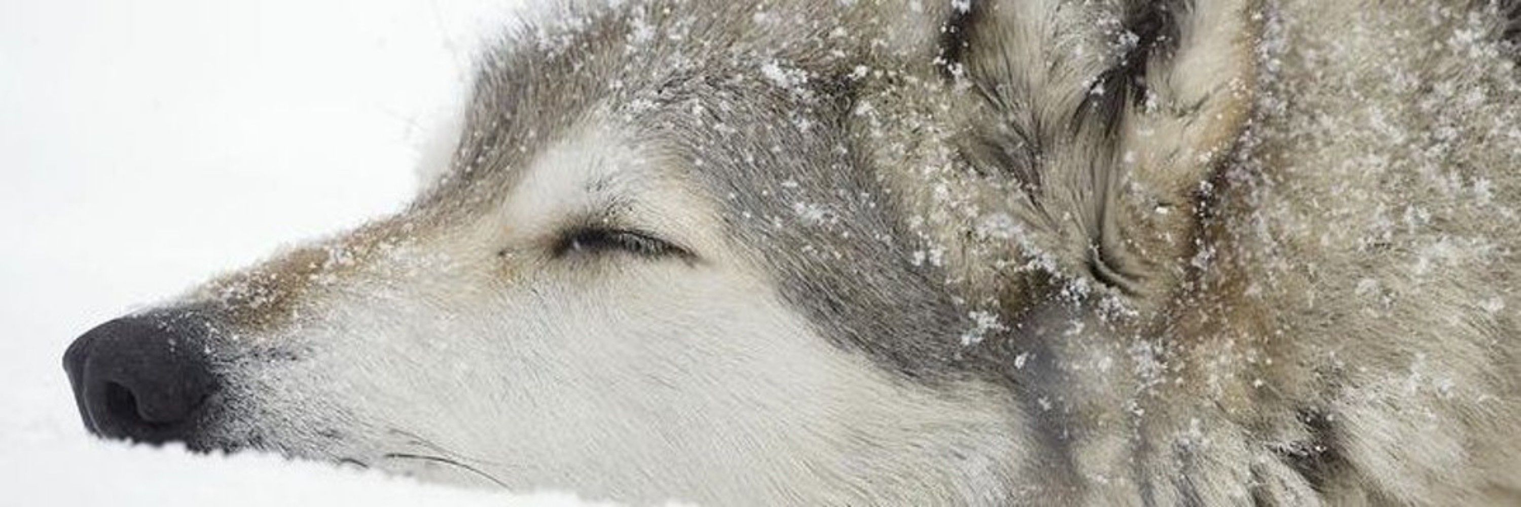 🔞Soft Man of Awoo♂️