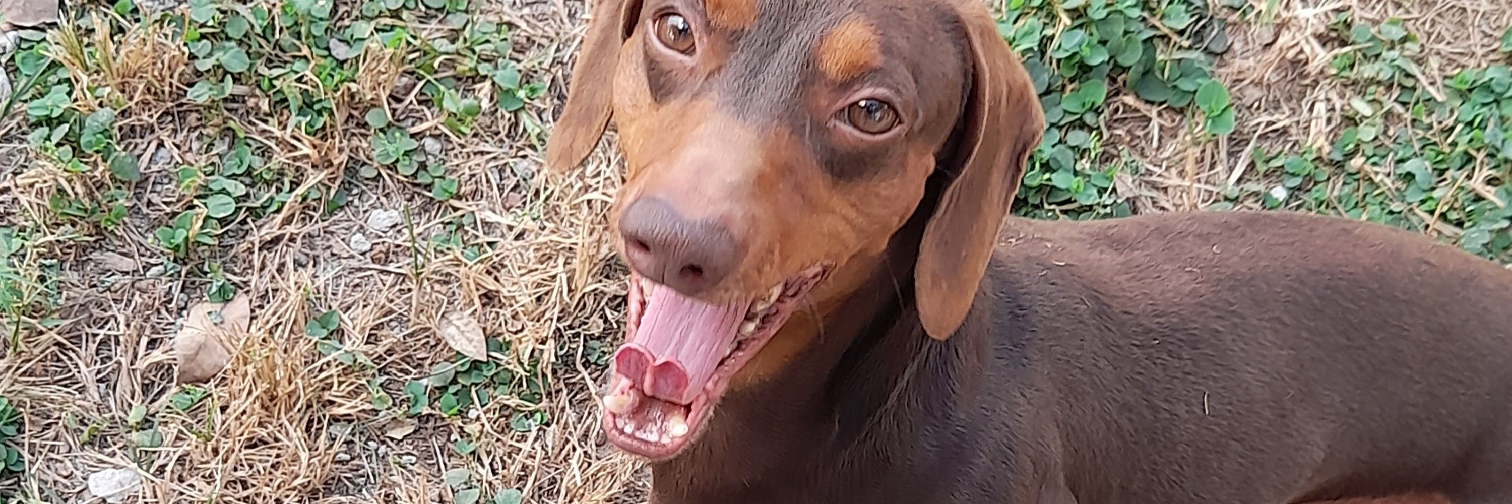 Geh