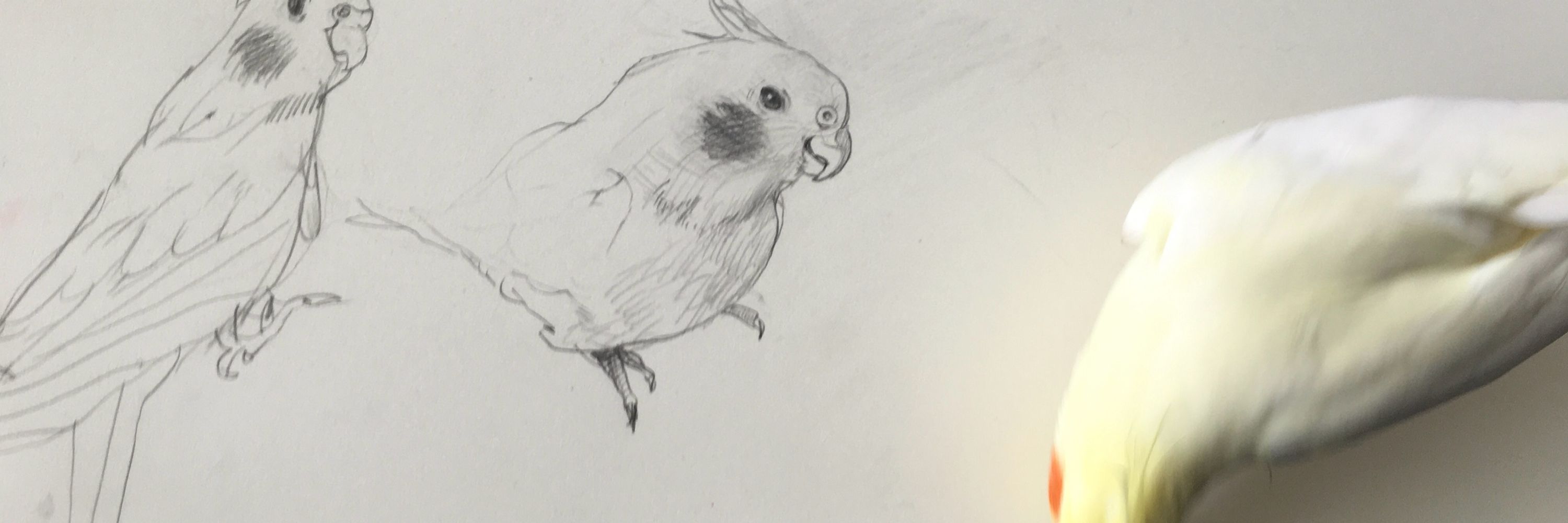 萌