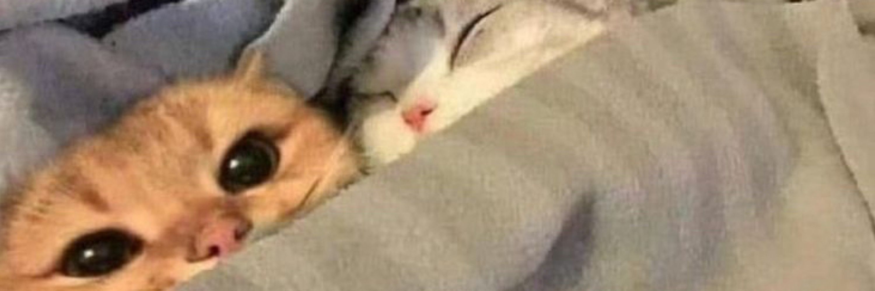 Kah