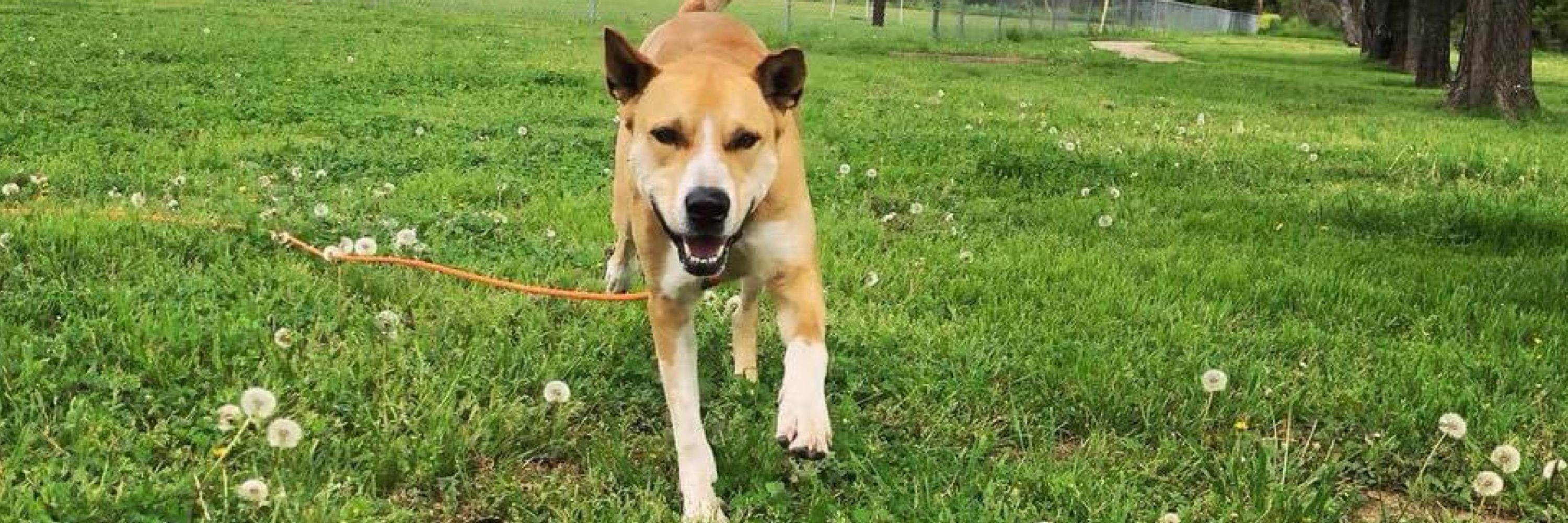 Dog Possible