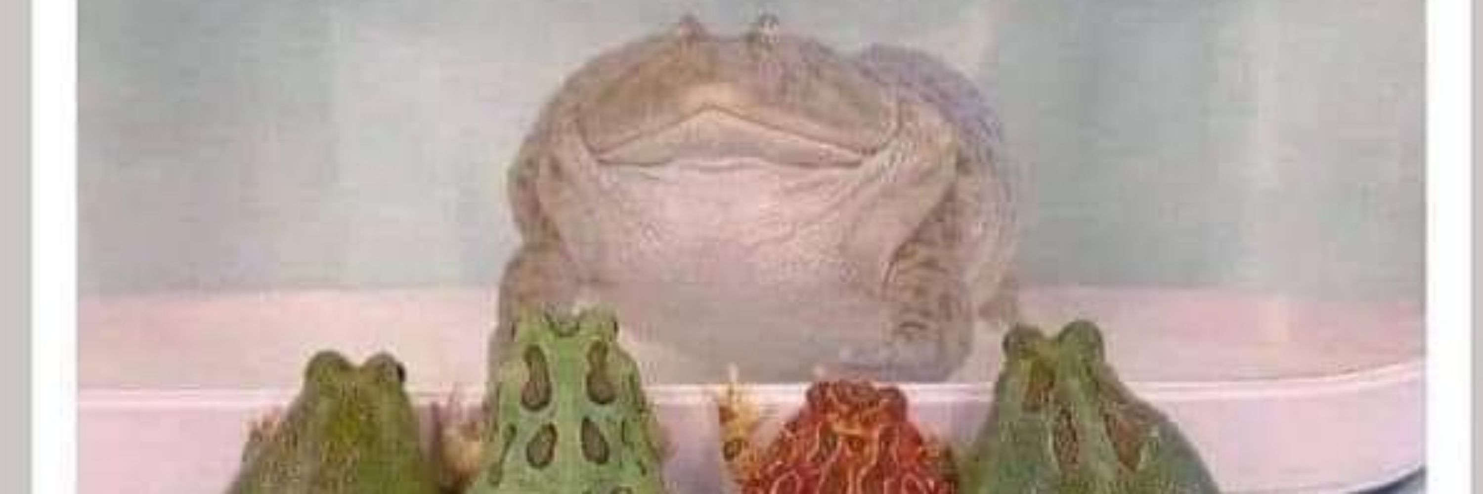 Shitfrog28 tbh