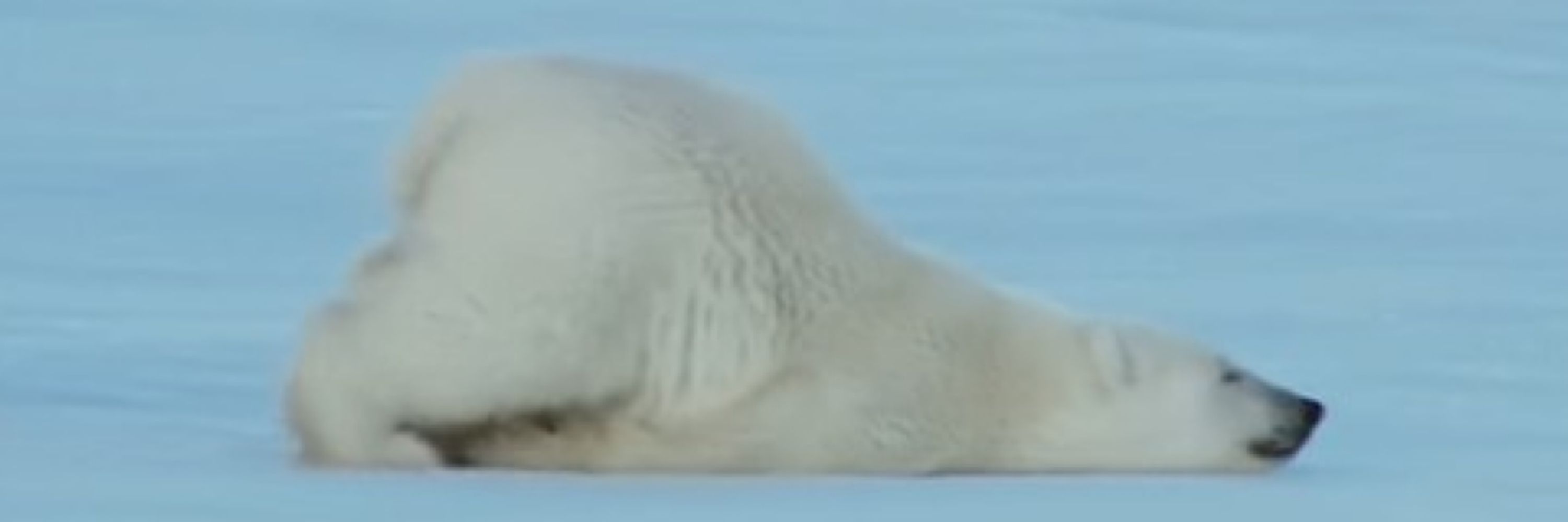 shirokuma