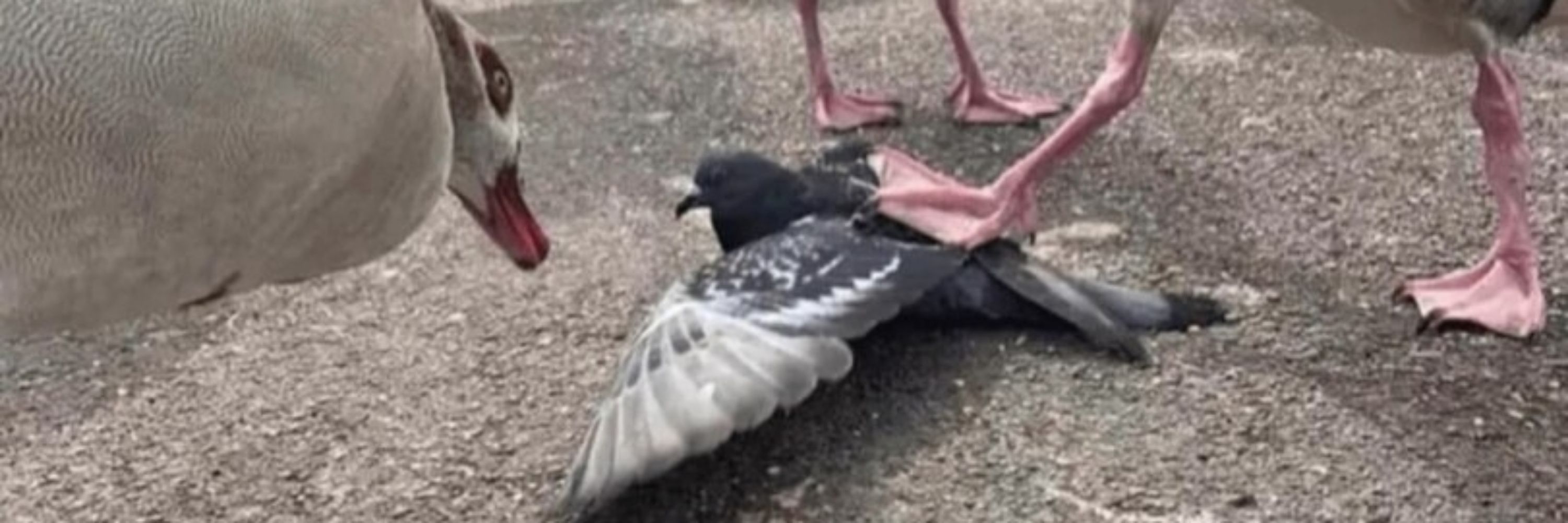 the fuck up