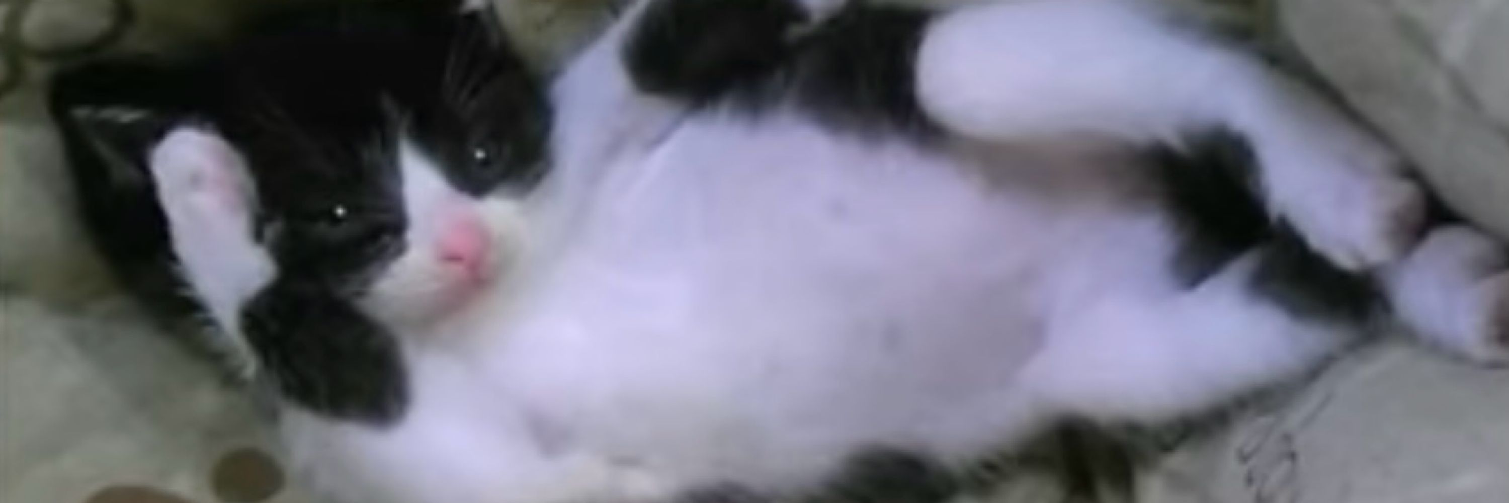 Rob