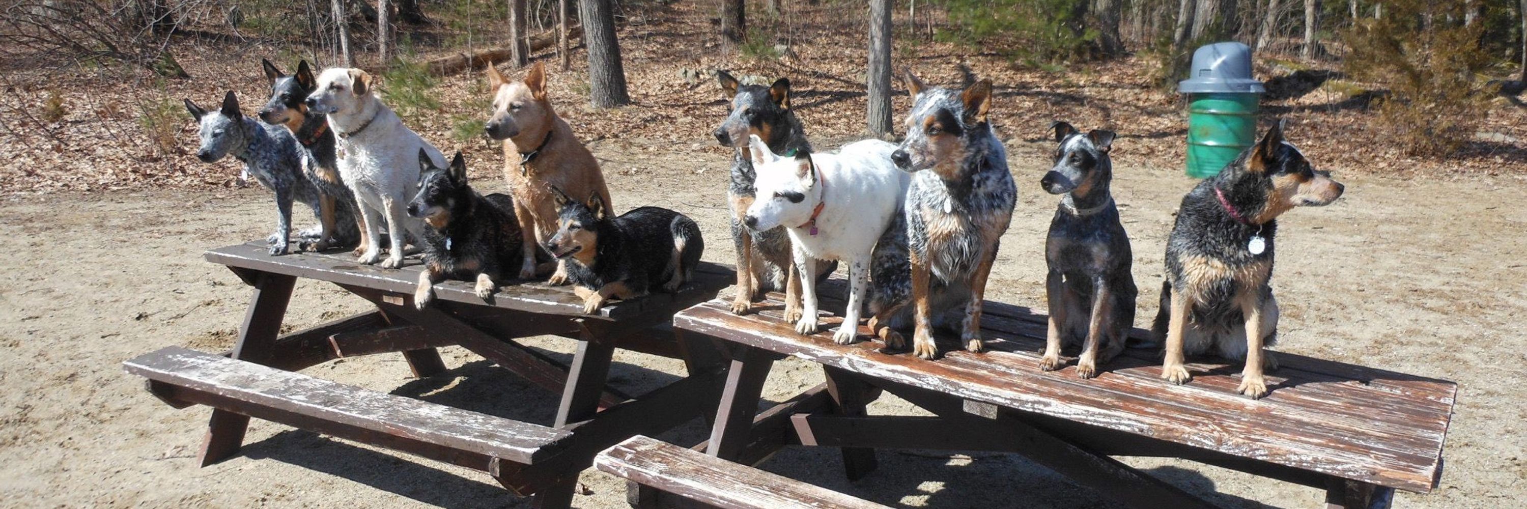 OldGuyWithDogs