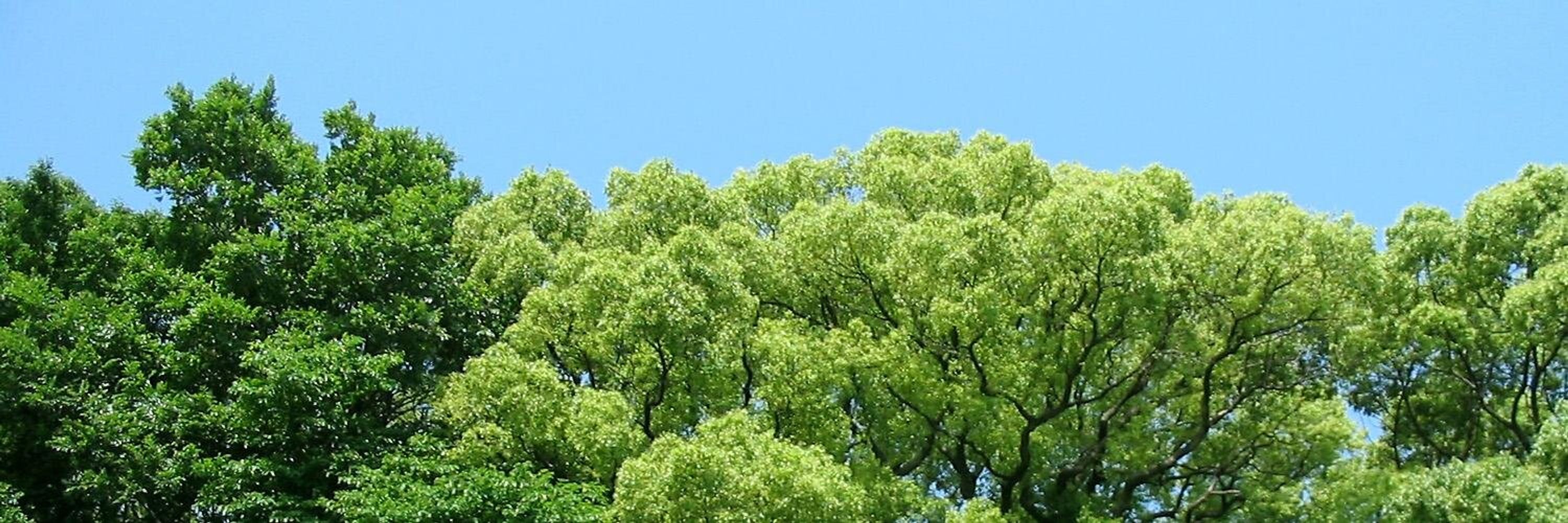 正太郎