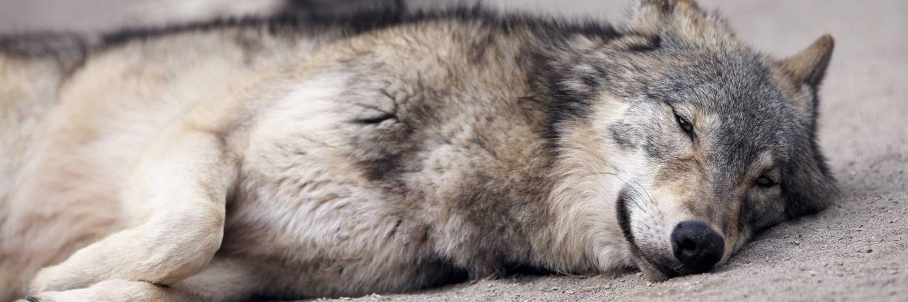 Some Kind of Wolf