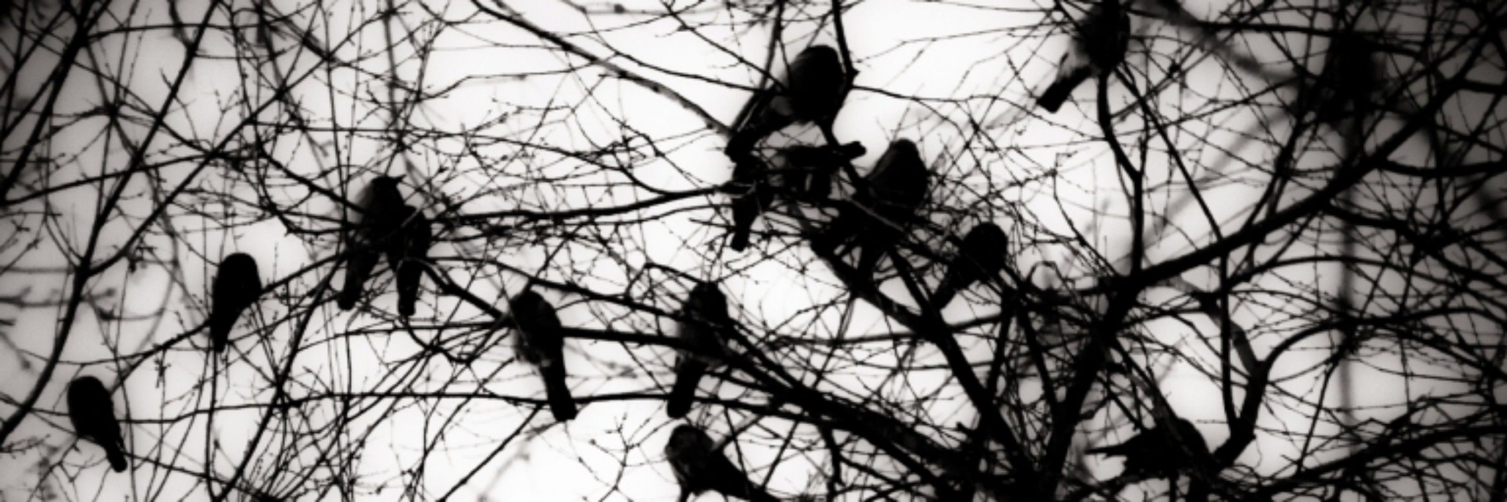 ALilCrow