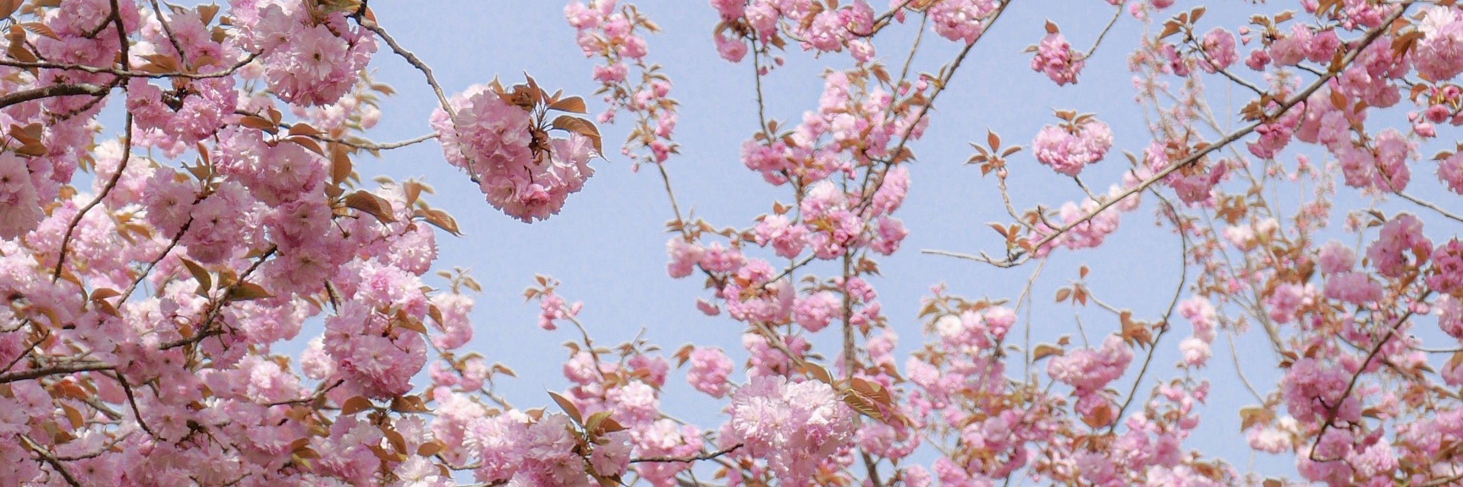 사자좌
