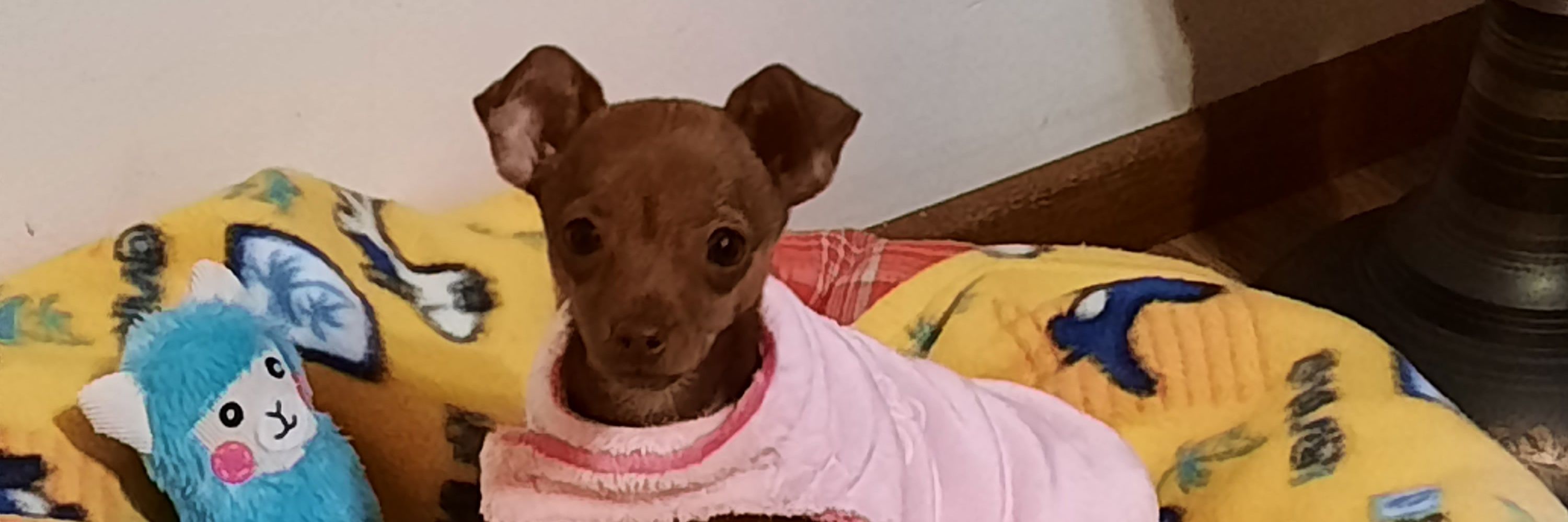 Maya