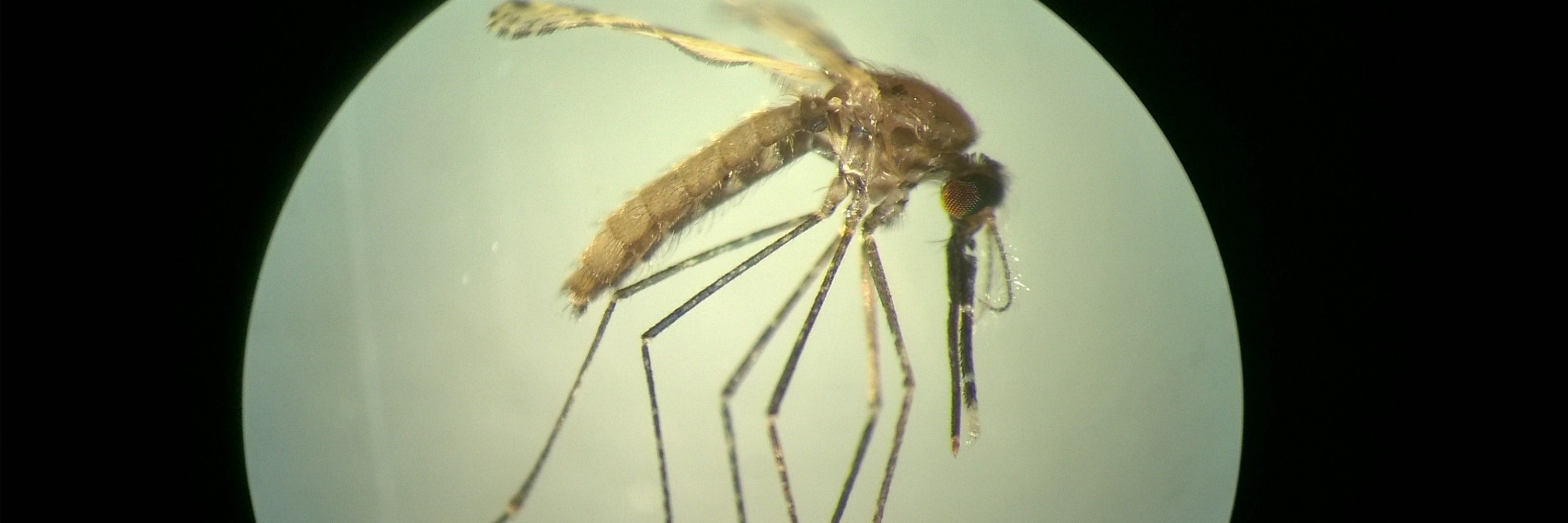 Louis NADALIN, Mosquitologist 🦟