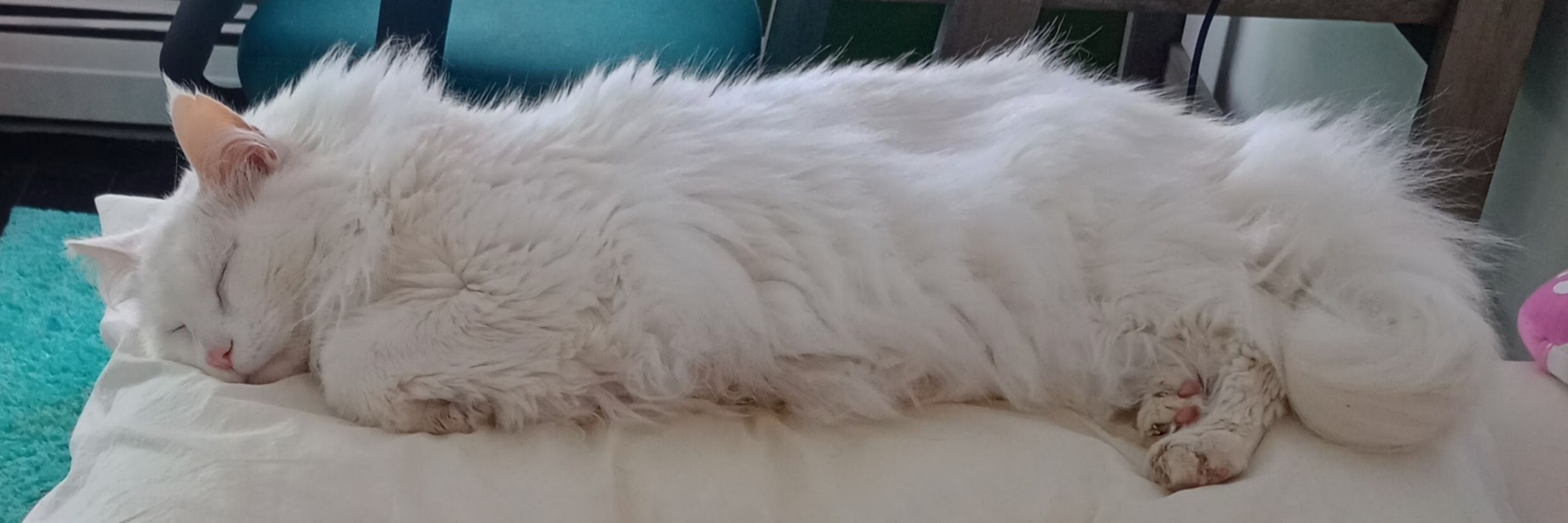 baxter