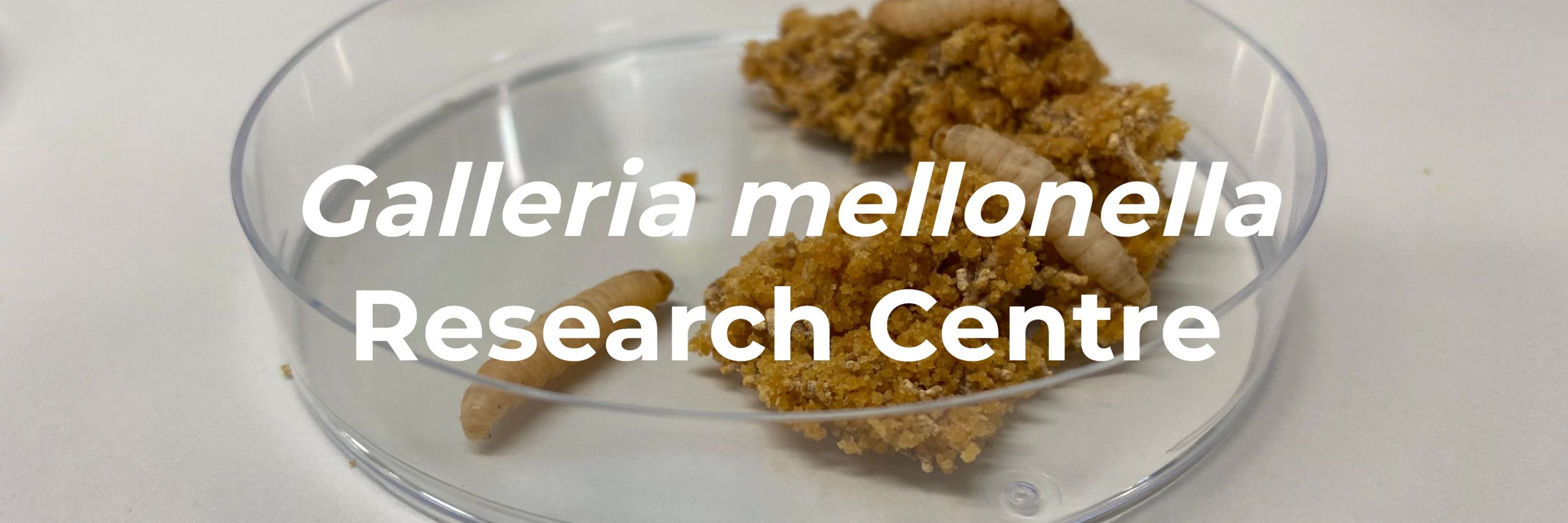 Galleria mellonella research centre UK