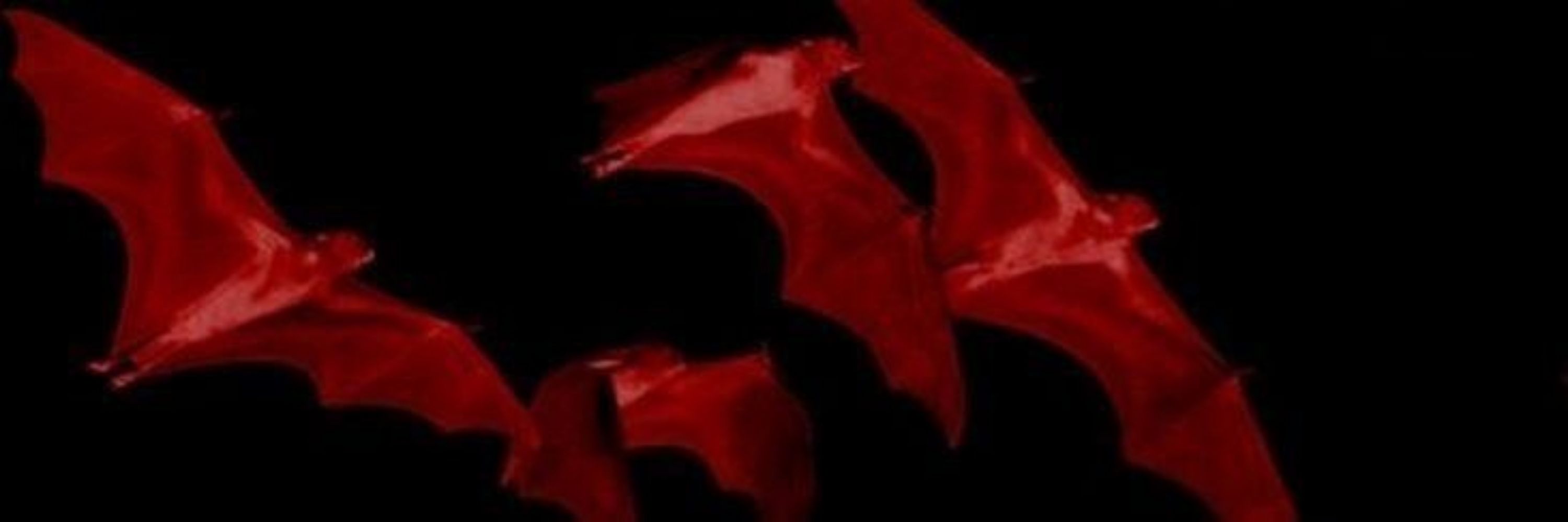 𖤐moth