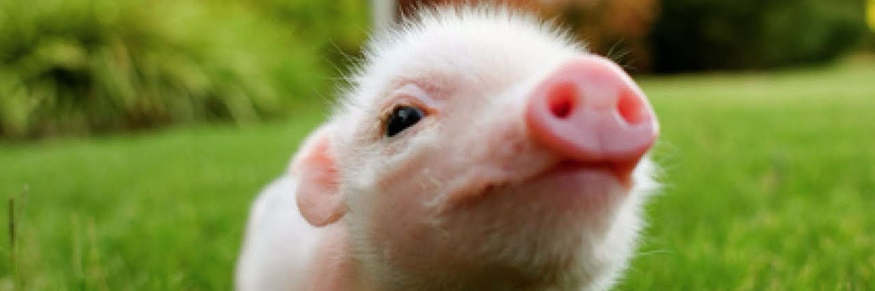 abeefypig
