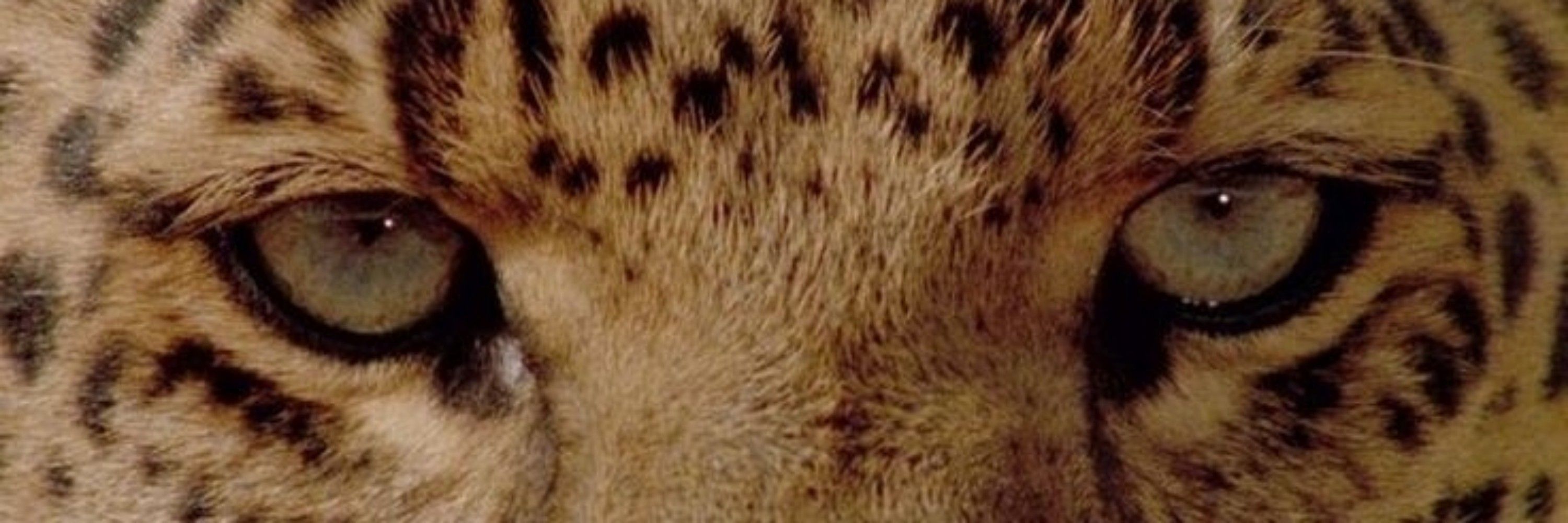 lelezinha🐆