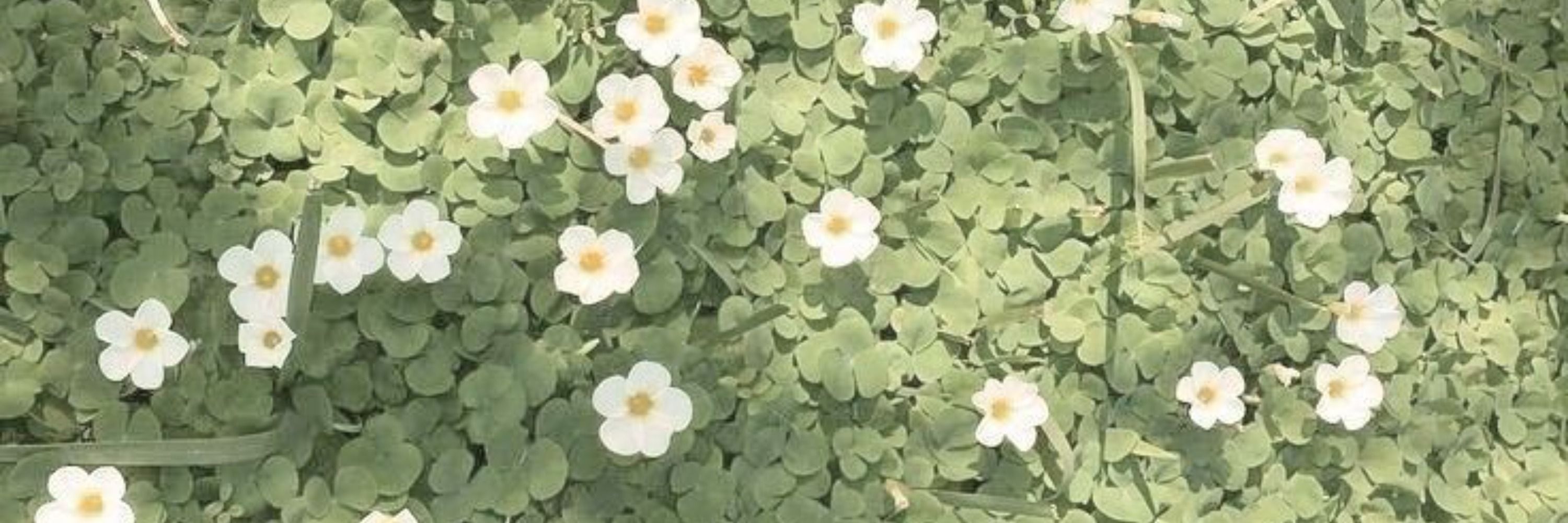 ari 🌼