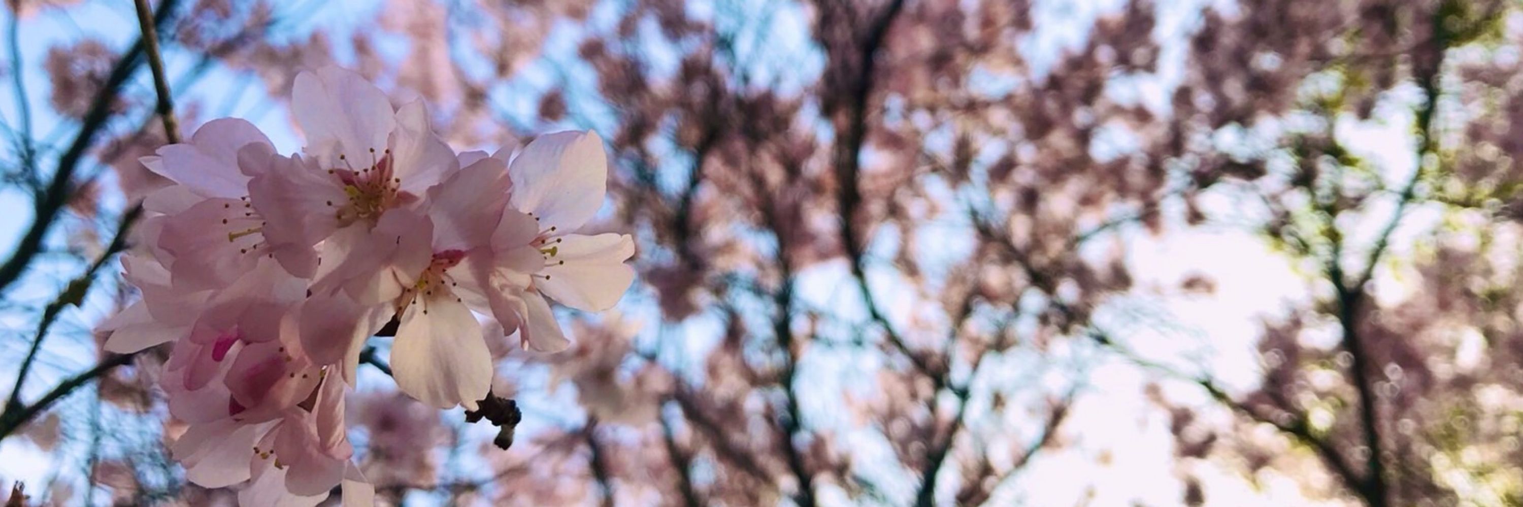 寒薔薇の生者