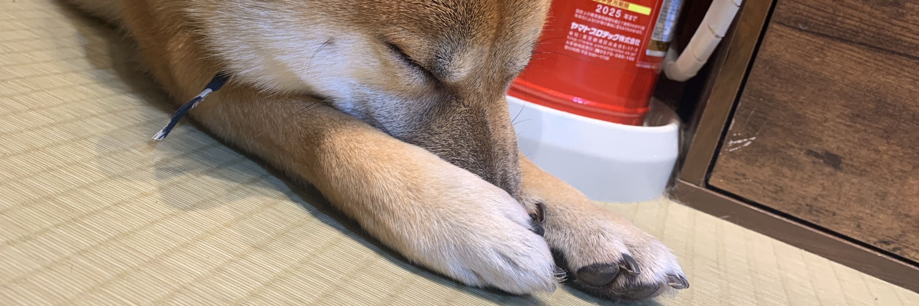 もちいぬ