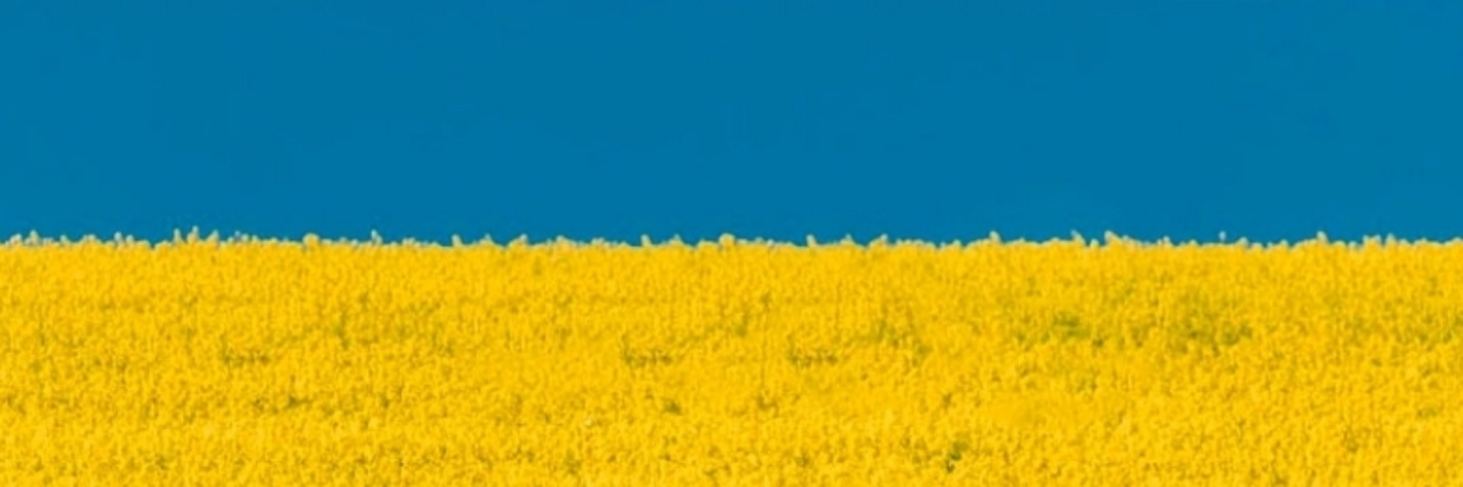 MinekeP