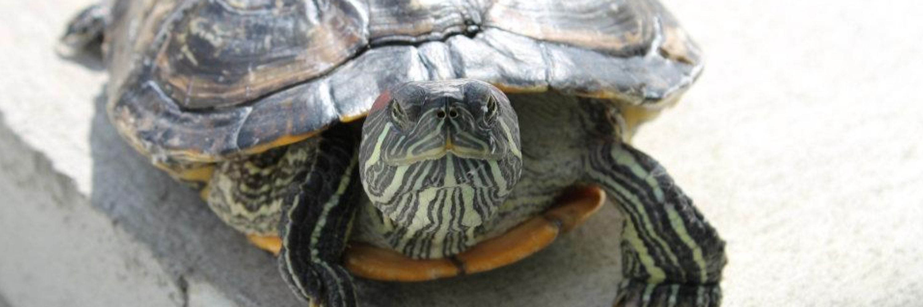 Turtles are Better Than People 🐢
