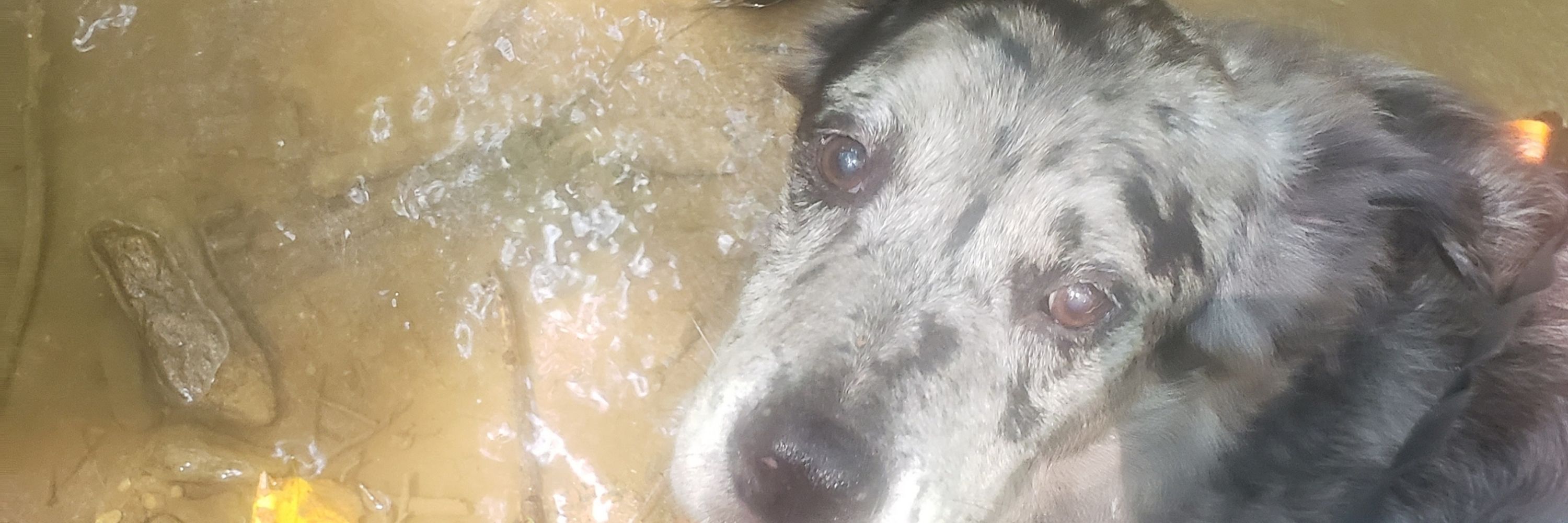 Gina